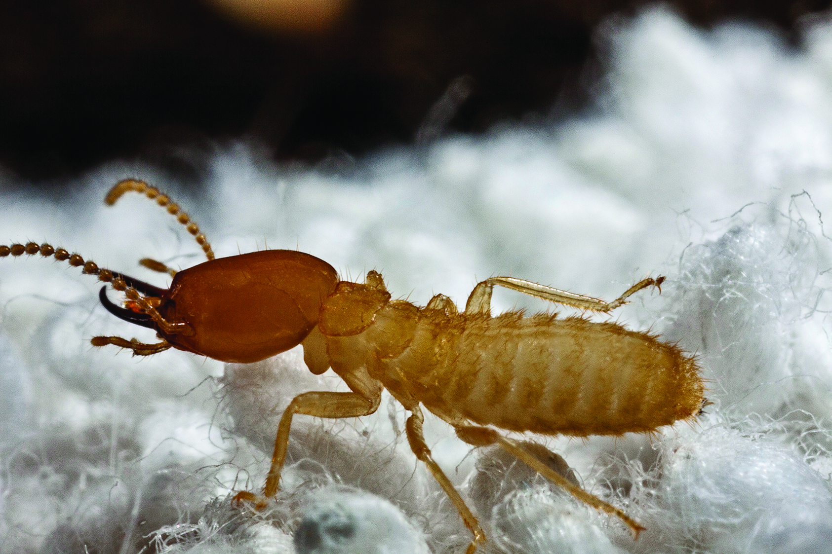 What Do Termites Look Like?