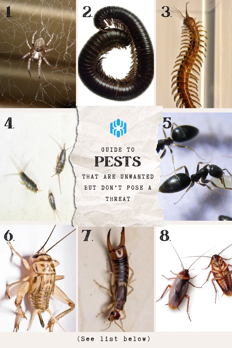 Types of Pests Found in Homes