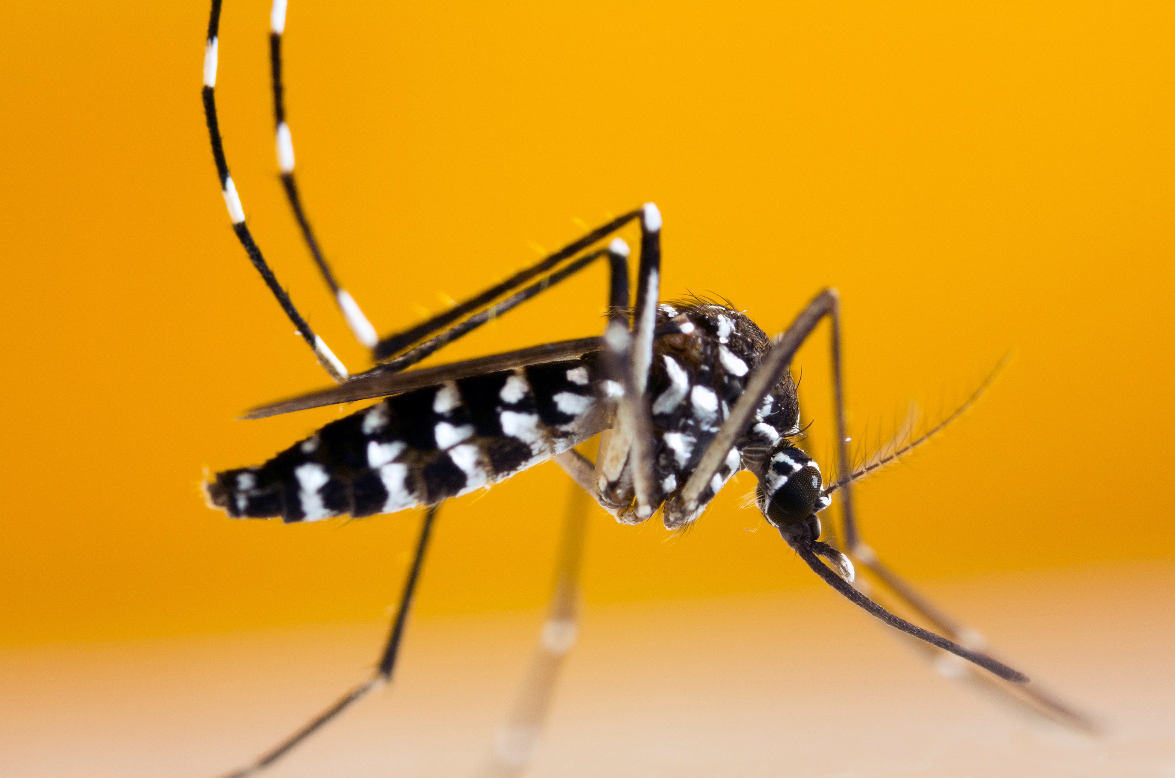 Why Are Florida Pests More Active During Summer