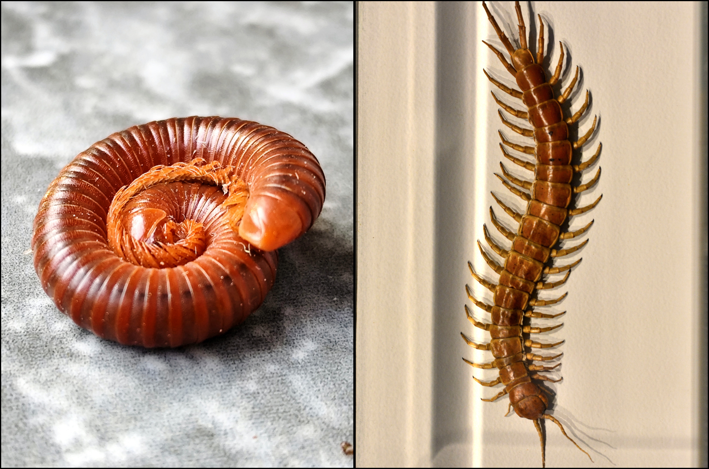 centipede vs millipede