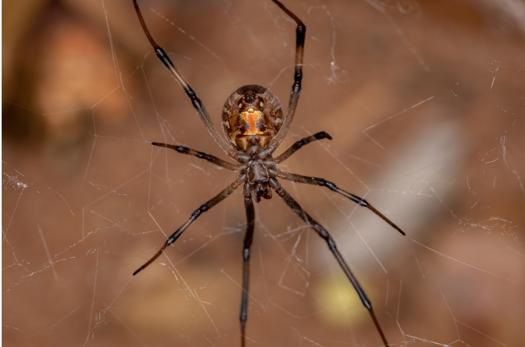 Venomous Spiders in Florida – It’s Not Just Spider Removal, It’s Advanced Spider Control