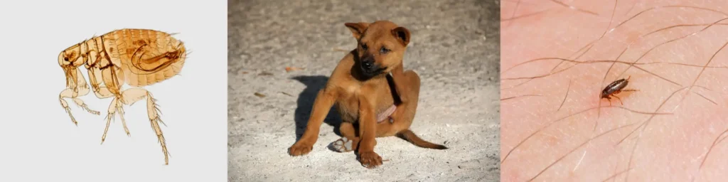 fleas, dogs and fleas