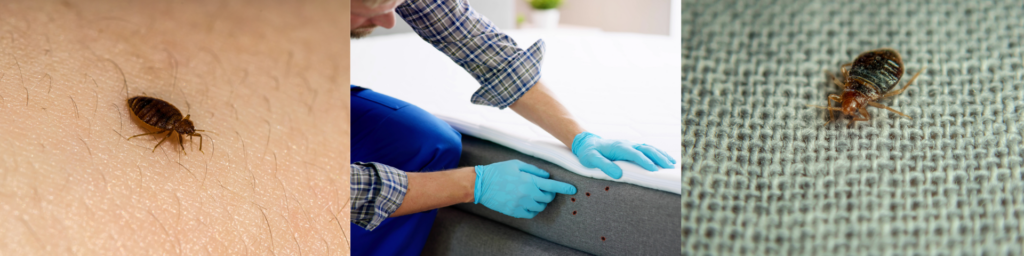 how do you check for bed bugs