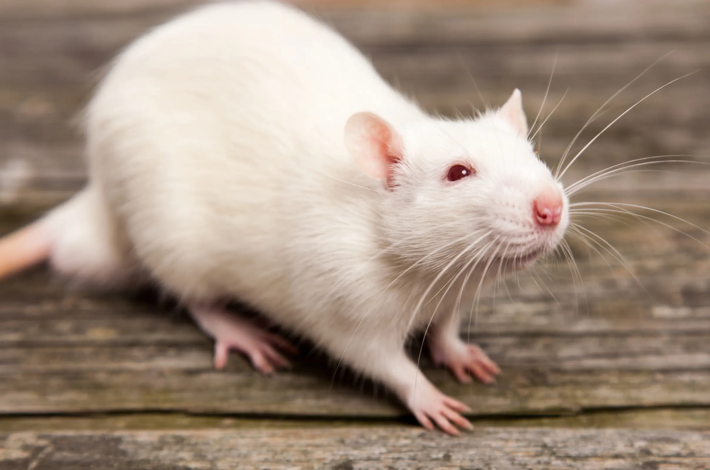 rodents in the winter