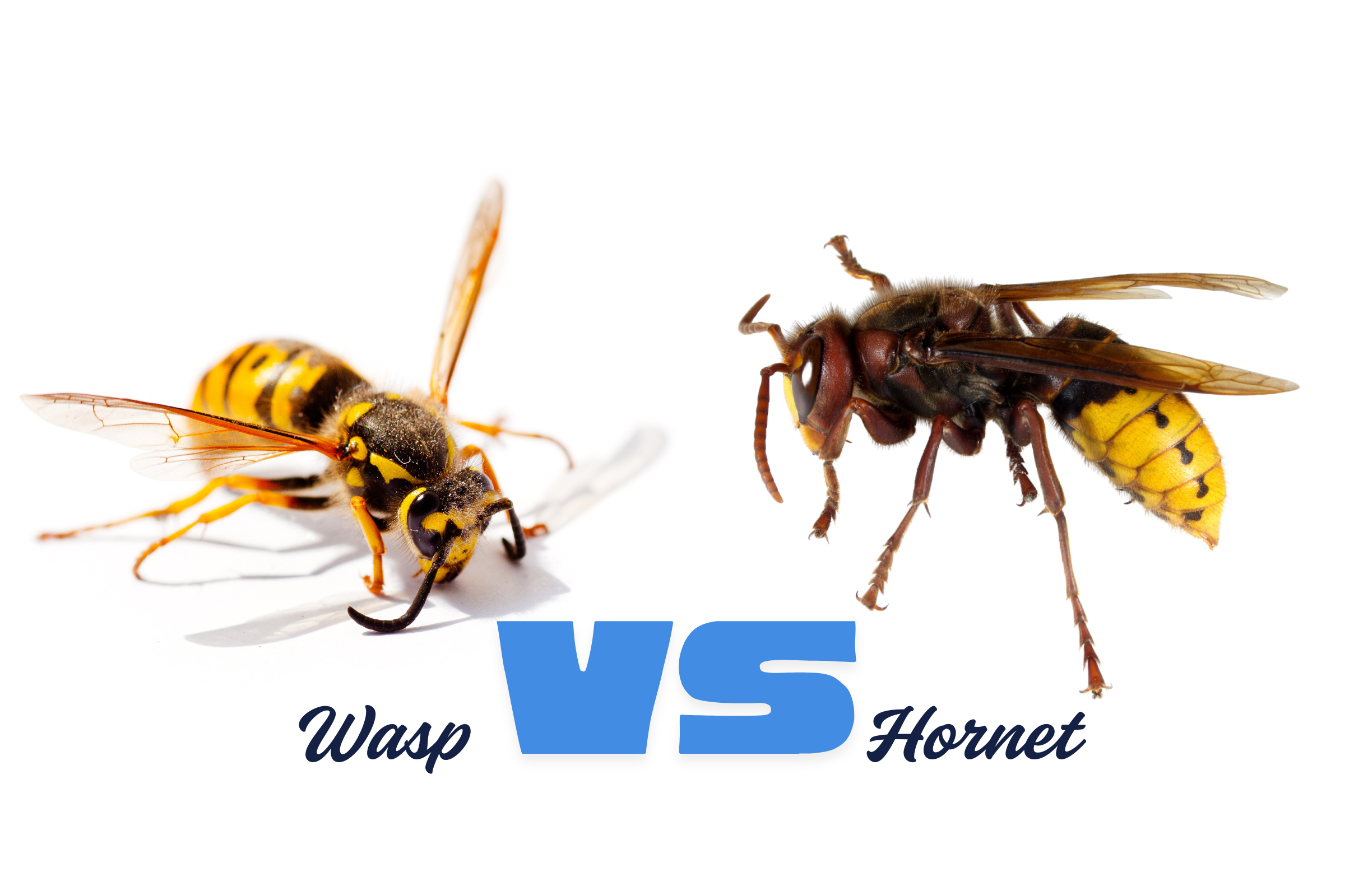 wasps vs hornets